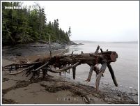 Driftwood on a New Brunswick beach