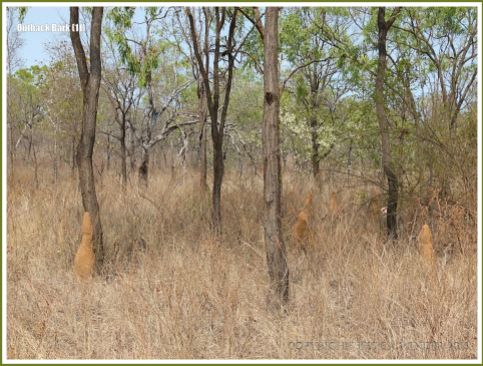 Trees and termite mounds in the Australian outback