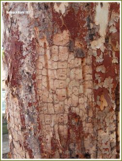 Tree bark texture in the Australian outback