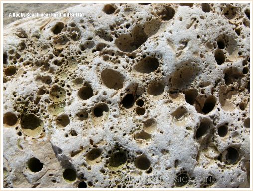 Close-up of a cobble-size beach stone with holes made by sea creatures