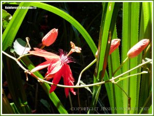 Red tropical rainforest flowers