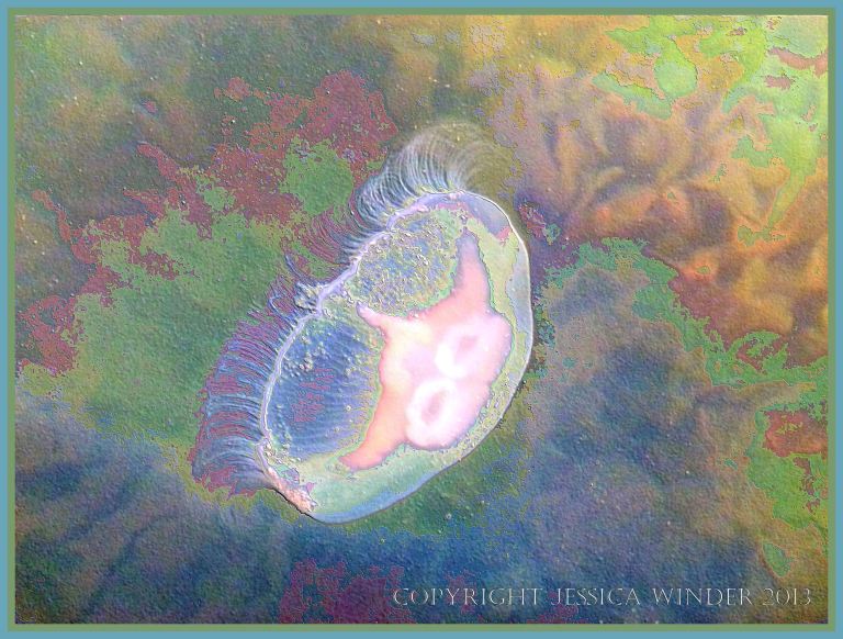 Swimming Moon Jellyfish