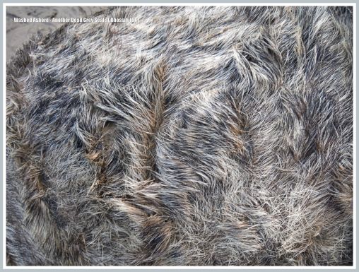 Close-up of matted fur on an adult dead Grey Seal