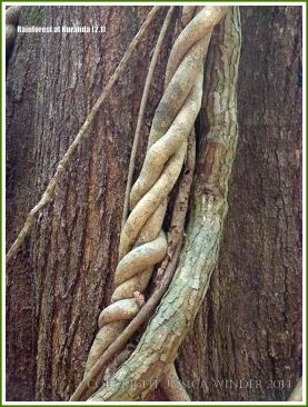 Twisted vines around a tree in the Daintree tropical rainforest
