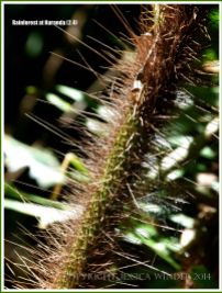 Spine-covered stem of Calamus australis 'Hairy Mary'