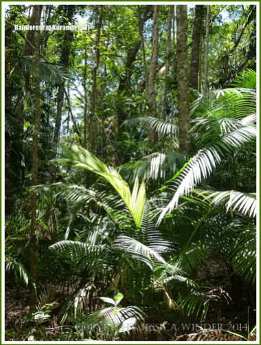 Daintree rainforest near Kuranda