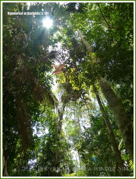 Rainforest canopy in the Daintree near Kuranda