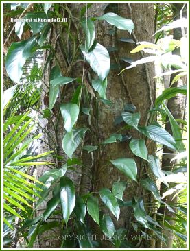 Leaves of a climber around a tree in the rainforest