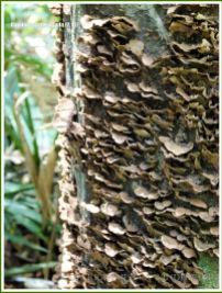 Bracket fungi on a tree trunk in the rainforest at Kuranda