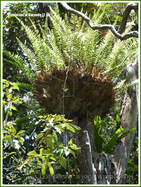 Basket or Bird's Nest Fern in the Daintree rainforest at Kuranda in Queensland, Australia.