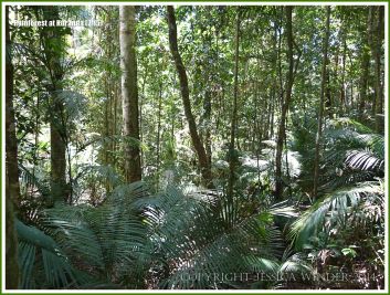 View through the rainforest trees