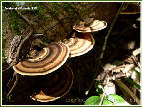 Bracket or woody shelf fungi on decaying wood in the forest near Kuranda