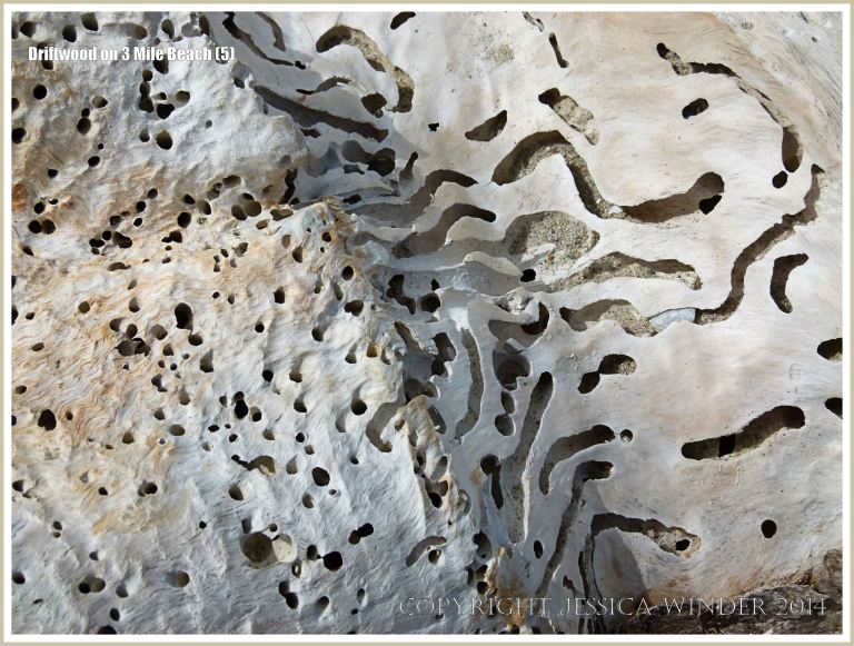Shipworm holes in driftwood