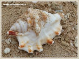 Seashells on Normanby Island
