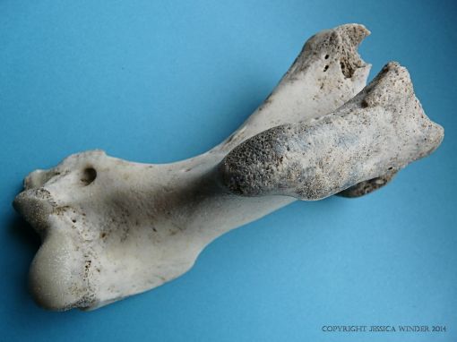 Grey Seal humerus bone
