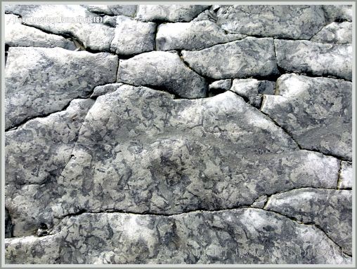 Natural patterns made by trace fossils in rock