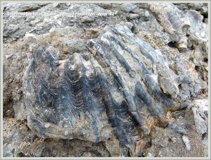 Jurassic fossil bivalve shell embedded in rock on the beach