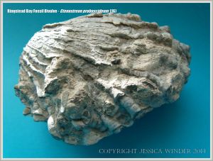 Complete specimen of Jurassic fossil bivalve shell from Ringstead Bay