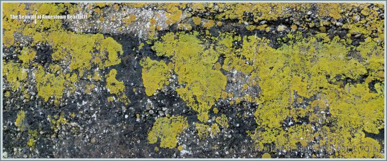 Close-up of lichens on a sea wall