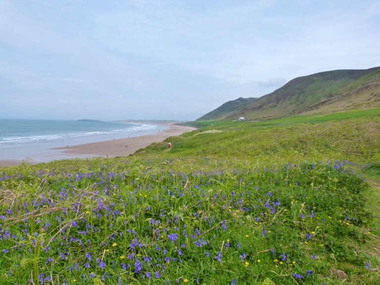 Bluebells and new ferns on the terrace of Rhossili Down