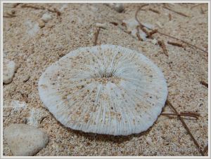 Bleached coral on the tropical beach at Normanby Island