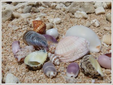 Assortment of tropical seashells on the beach at Normanby Island