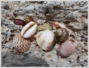 Seashells on driftwood at Normanby Island