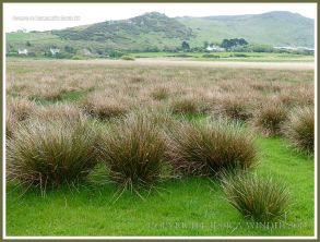 Rushes on a Gower marsh