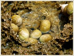 Nerite gastropod molluscs living in a rock pool on Normanby Island