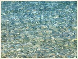 Water pattern with fish shoal in shallow water