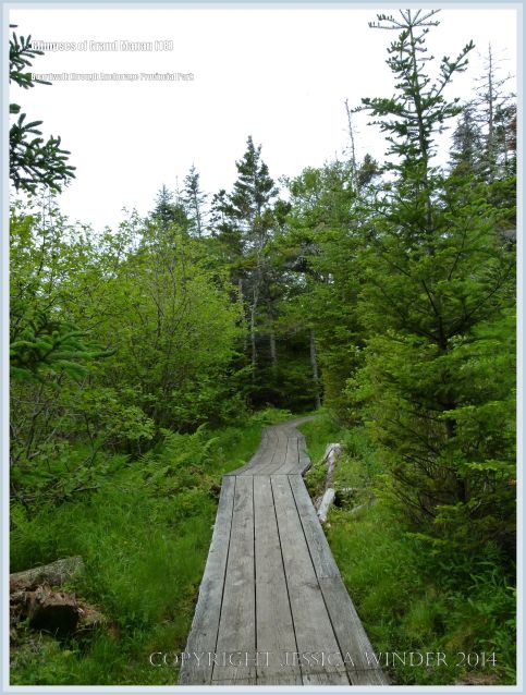 Boardwalk through the trees at Anchorage Provincial Park on Grand Manan