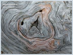 Pattern in driftwood at Whale Cove on Grand Manan