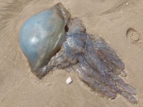 Barrel Jellyfish, also called Dustbin- lid and Root-mouthed Jellyfish
