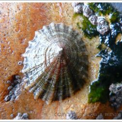 Limpet living on a rust-stained rock at Lyme Regis