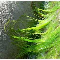 Strands of bright green filamentous seaweed drying on rocks at Lyme Regis