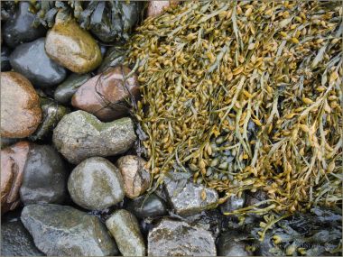 Egg Wrack seaweed on wet pebbles at the beach