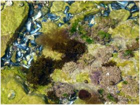 Small shallow tidal pool in green algae coated limestone with small seashore creatures and assorted red seaweeds.