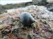 Common Periwinkle grazing on a beach boulder