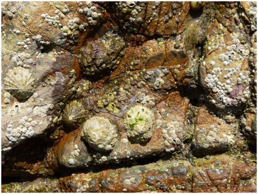 Limpets and barnacles living on rusty coloured limestone