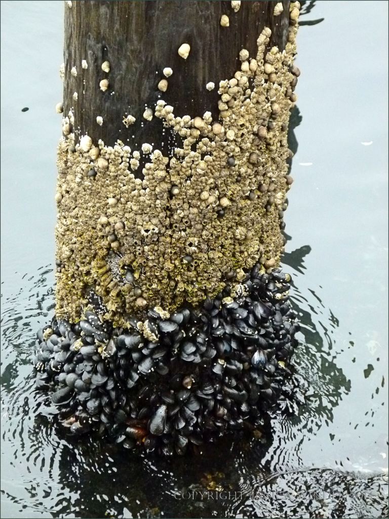 Barnacles and mussels above the waterline on a wooden pier piling.