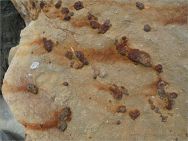 Rusty iron nodules in rock on the beach.