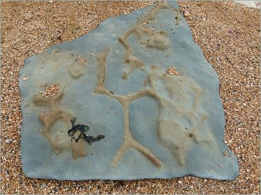 Rocks on the beach with fossil burrows at Eype in Dorset, England
