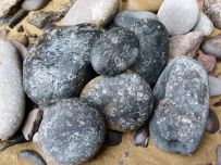 Fossiliferous limestone pebbles on the beach