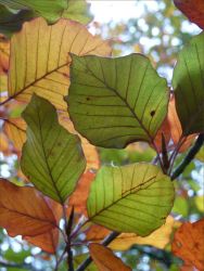 Transitional autumn colours in beech leaves before falling from the tree