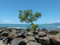 Tree growing on waterside boulders at Four Mile Beach in Port Douglas, Queensland.