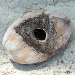 Empty coconut with hole made by the White-tailed Rat at Cape Tribulation