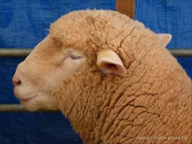 Portrait of a sheep at a county show