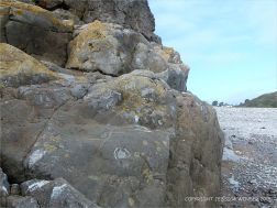 Detail of Carboniferous Limestone at Pwll Du Bay