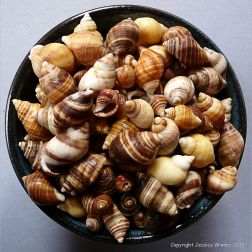 Colourful seashells in a blue bowl