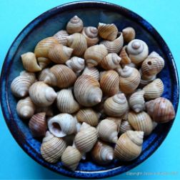 Colourful seashells in a blue bowl